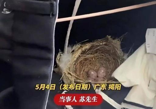 据红星新闻5月4日报道，广东揭阳一男子晾在屋顶长裤里，竟孵出四枚鸟蛋。飞禽尚能在