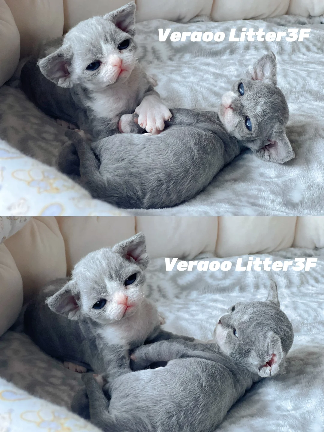 蓝白小姐妹花｜德文卷毛猫