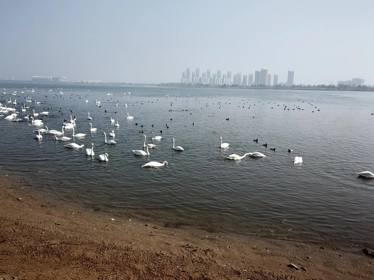 我大荣成还是很漂亮的