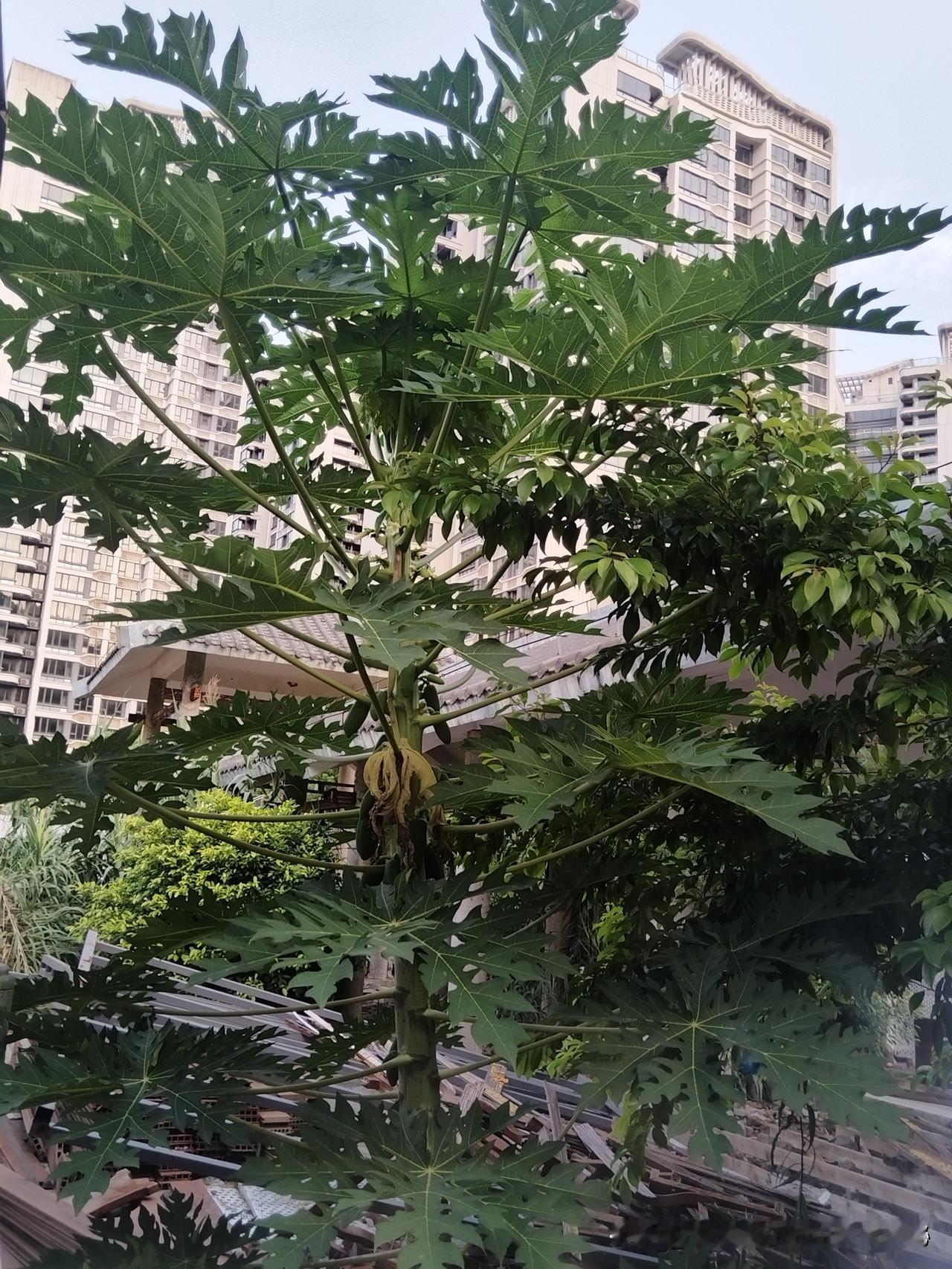 看看大家拍到的树这树可漂亮了，果子熟了金黄金黄的，香甜软嫩可好吃了。朋友们来猜猜