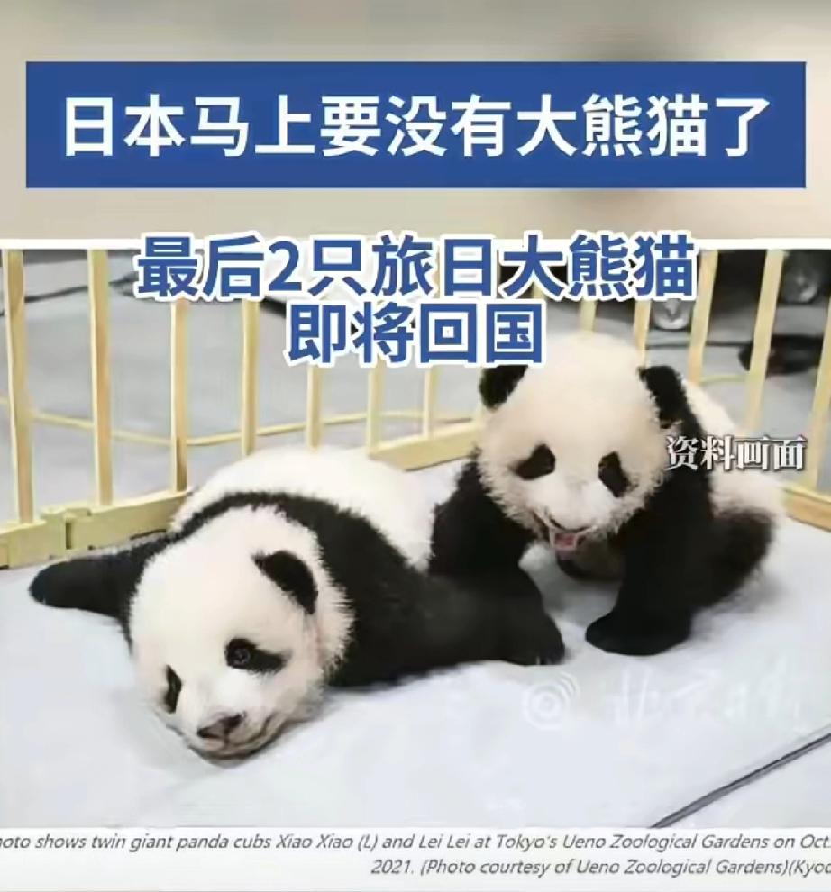 明年2月回到中国，我们的国宝大熊猫代表的是和平友谊，🇯🇵有吗？

按目前这局