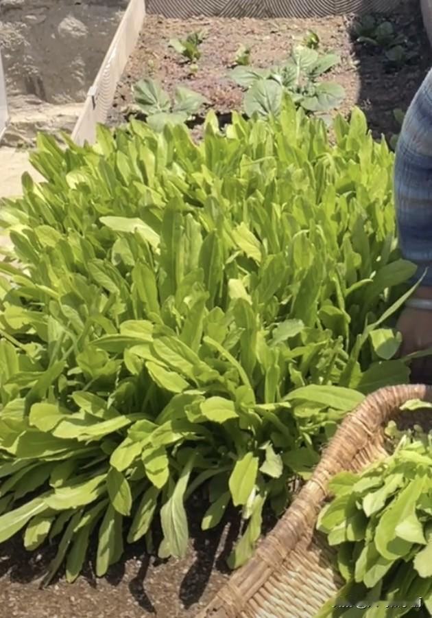 自己种的菜，把菜拿回来家，放到第二天，菜就发蔫了，过上三四天以后，就要坏了，可在