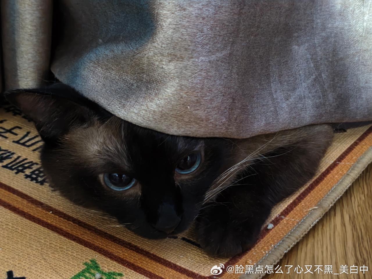 3926只黑脸小鼻子小脸儿 