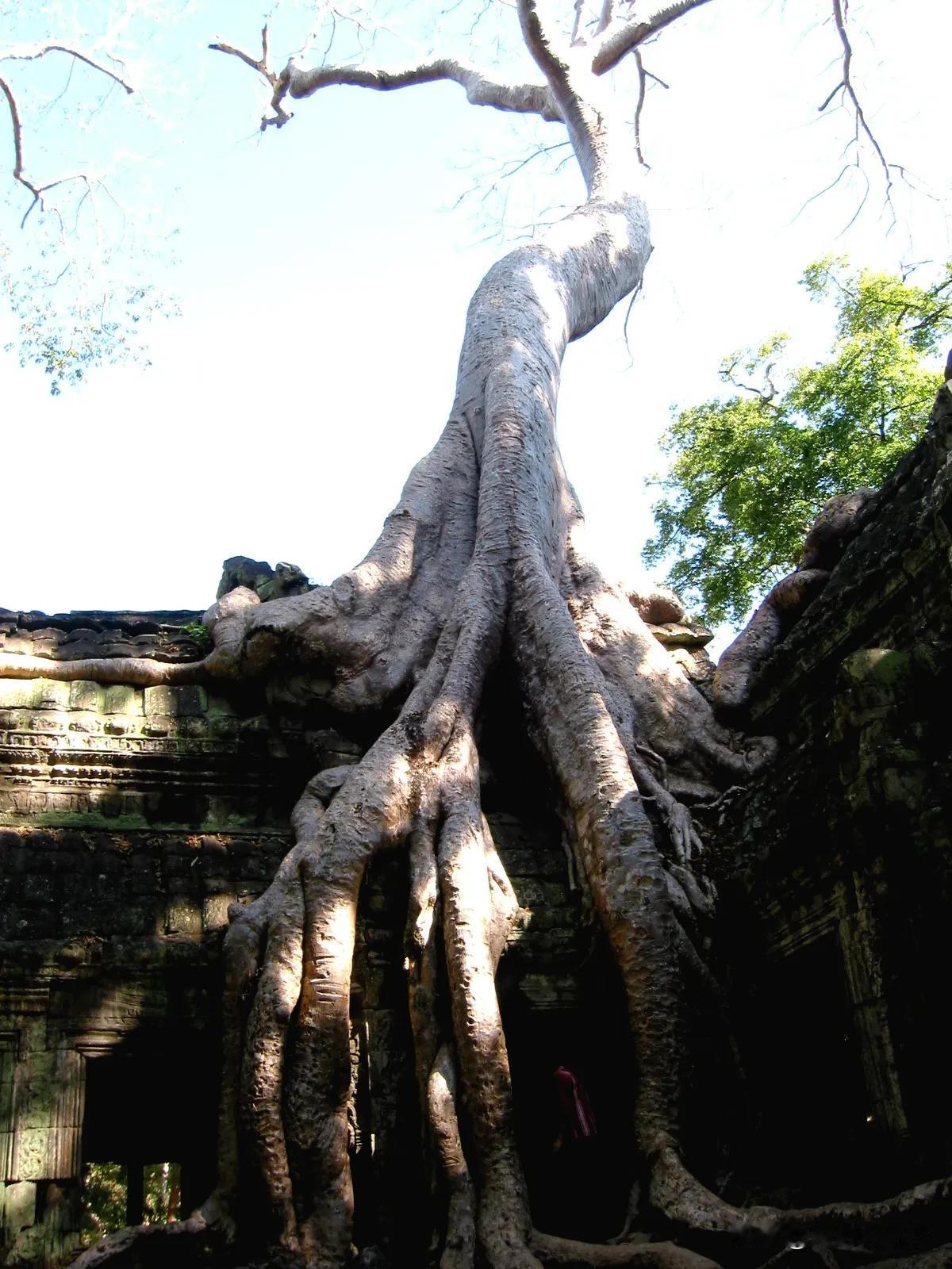 【丽影】塔布伦寺的古树
500年的荒废，吴哥窟已是千疮百孔，石墙上耸立着古树，盘