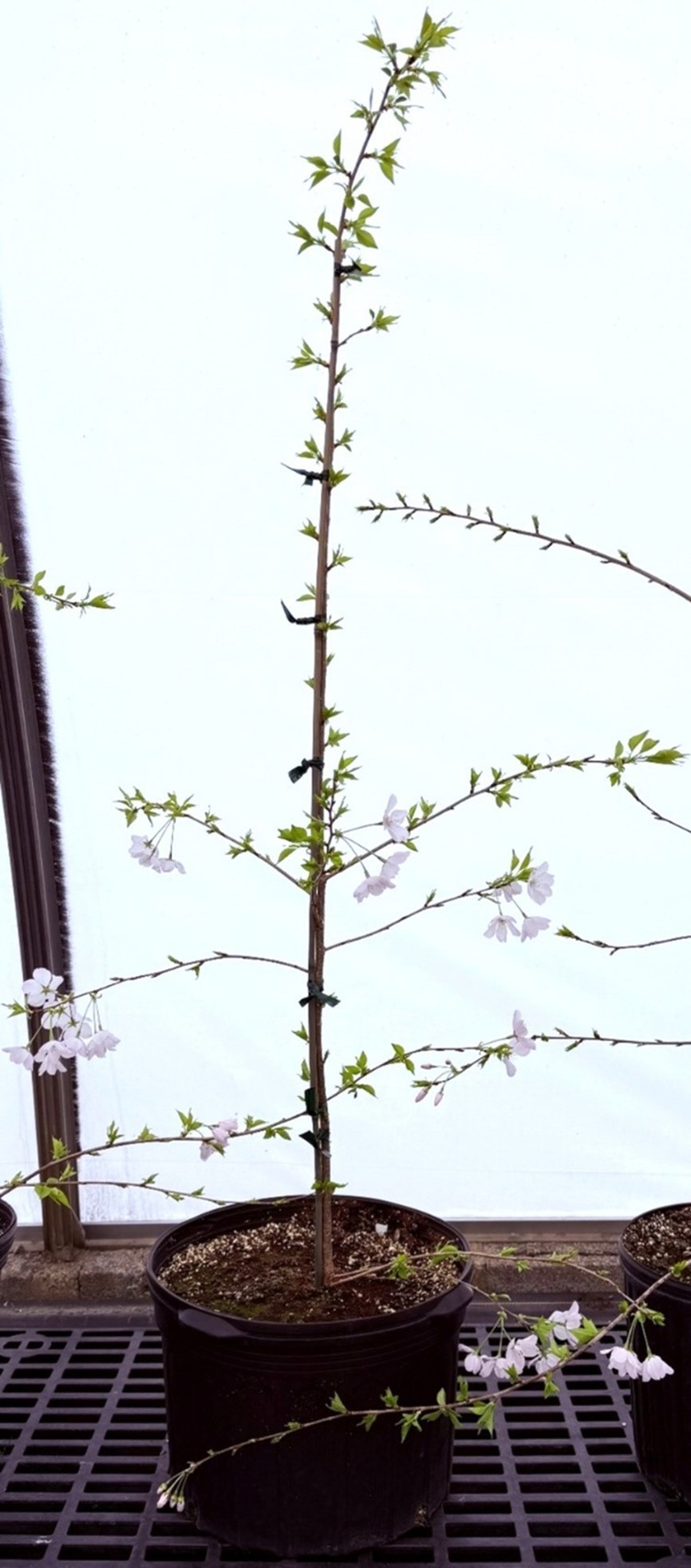 美国内政部刚发的。¹ 美国人把漂亮的染井吉野樱花种出了“美国精神”。图1这棵樱花