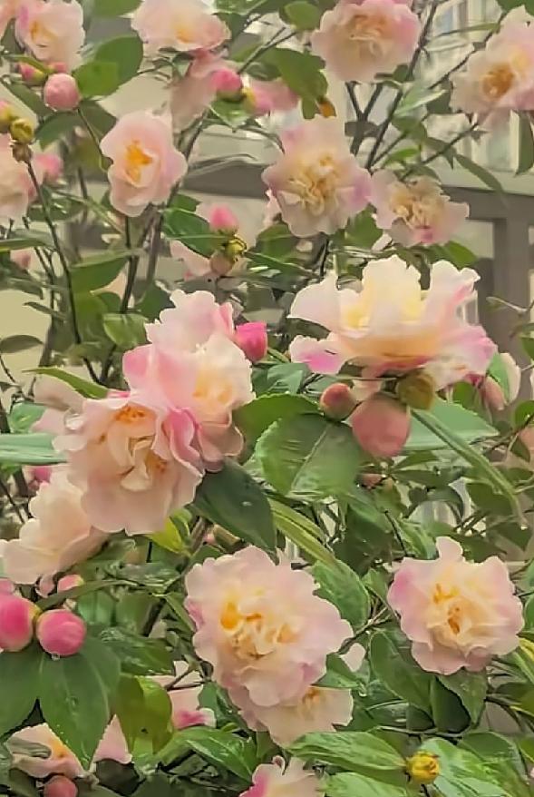 发一张你相册最近拍的花随手拍～