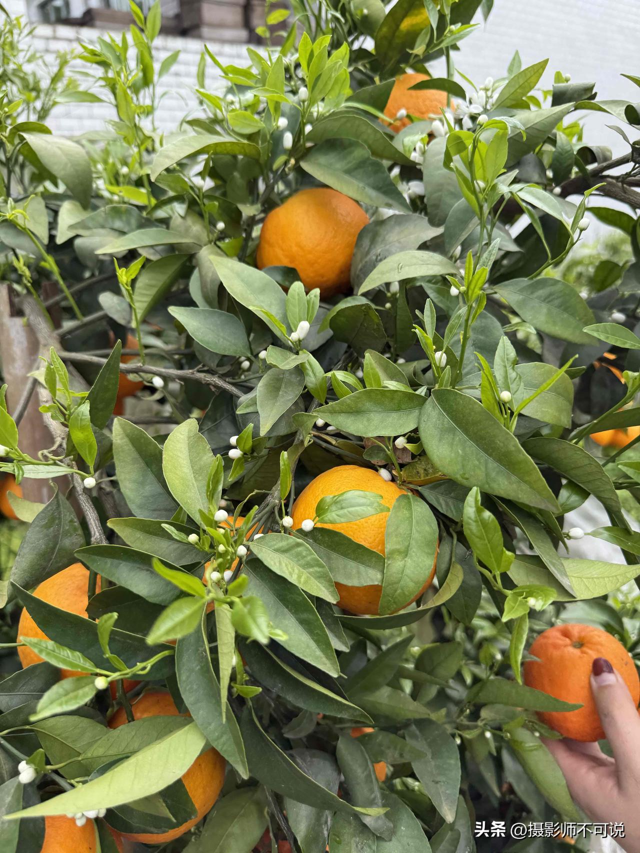 还是第一次看见同一棵树上有花又有果，这算是极其罕见的了吧？也就是说这些果子在树上