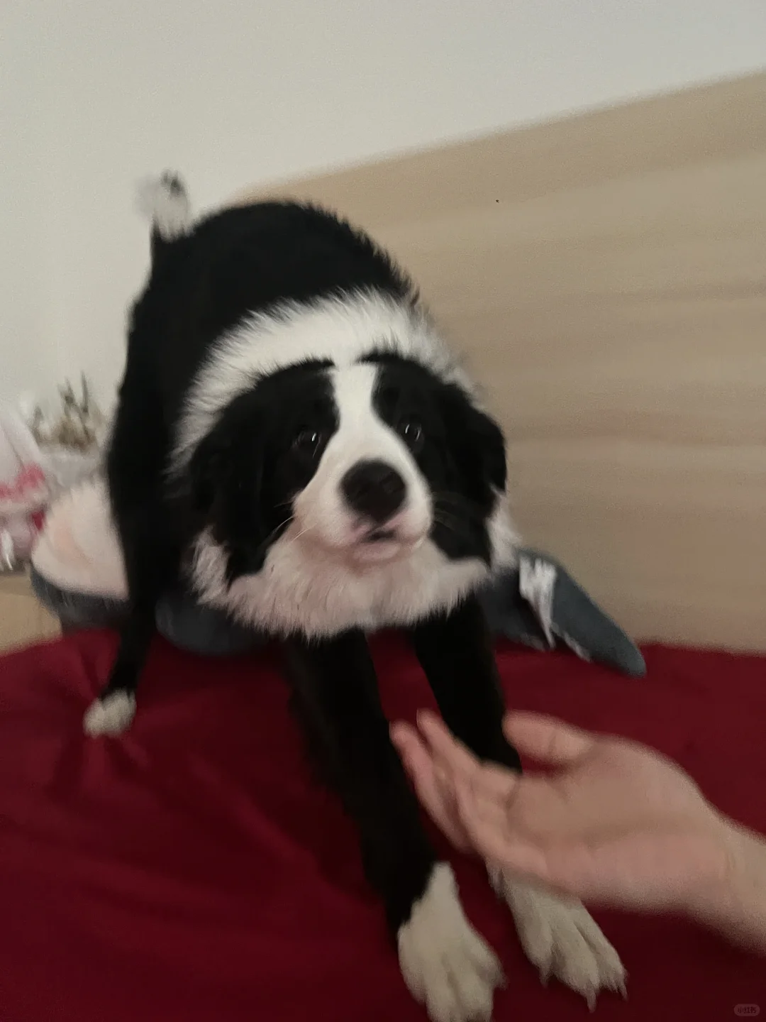 小狗的早安服务