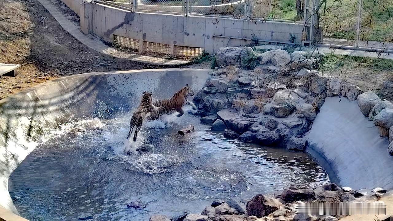 石家庄动物园藏着我的年度仪式感！原来家门口就是动物园天花板😭
 
谁懂啊家人们