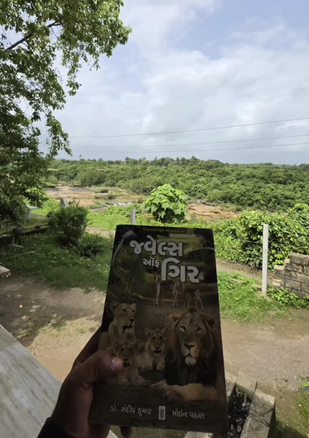 人狮共存是双向的默契。古吉拉特邦是世界现在唯一的亚洲狮栖息地，在世界所...