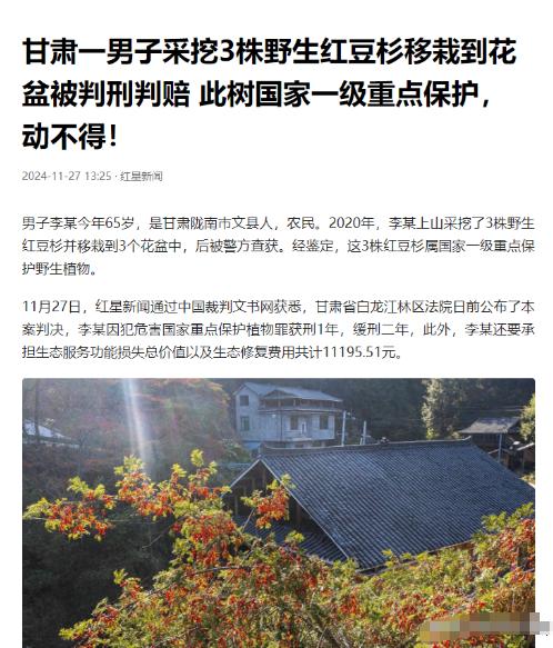 甘肃陇南，一老人从山上挖了三株野生红豆杉幼苗，放在自家花盆中精心养护了 3 年。