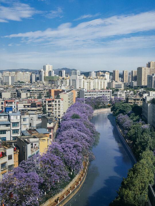 昆明是一座懂浪漫的城市！（小众蓝花楹）