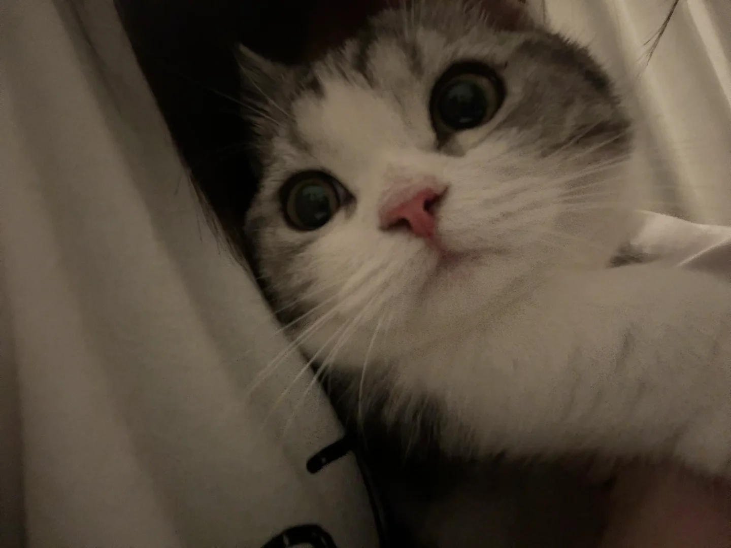 是谁这么可爱噜