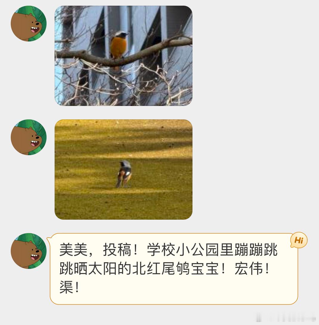 鸟粉投稿 焦糖色的【北红尾鸲qú】小肚肚像烤红薯 