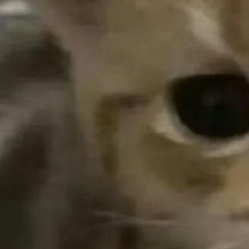 阿夏夏养猫准则 0000真正让人变好的选择，过程都不会很舒服。你明知道躺在床上睡