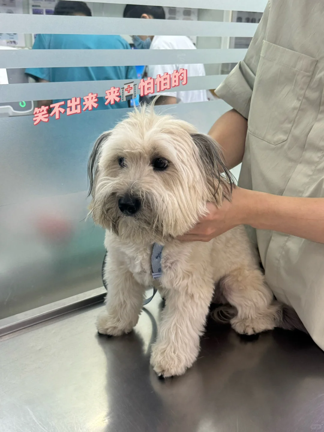 麻！这次不是拆家皮痒欠揍 是真的得皮肤病啦