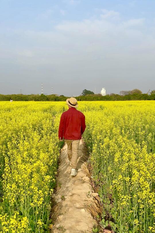 广州黄埔这里，油菜花都开好啦🚇直达！2/19