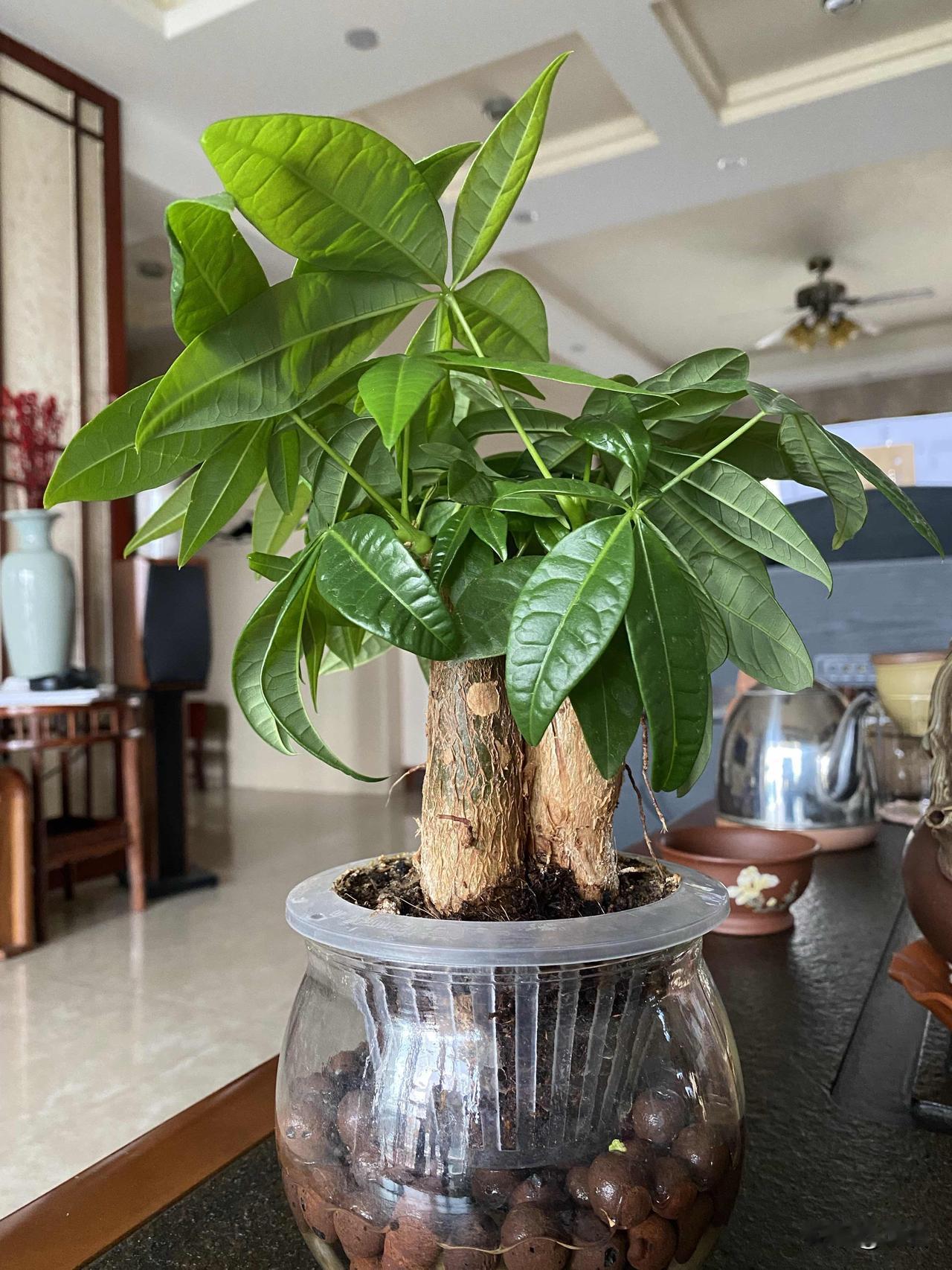 我坚持水培，
养了100天的发财树，
如今看着这油亮饱满的叶片，
看着三根稳稳托