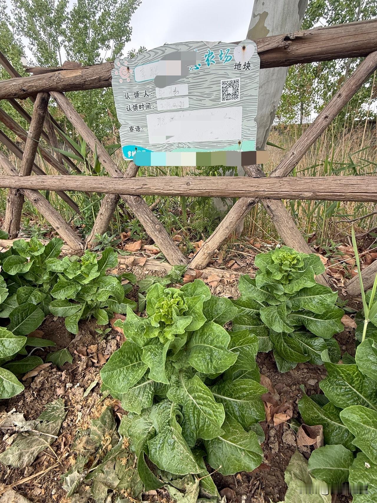 【小对联】
上：稀饭；
下：……？