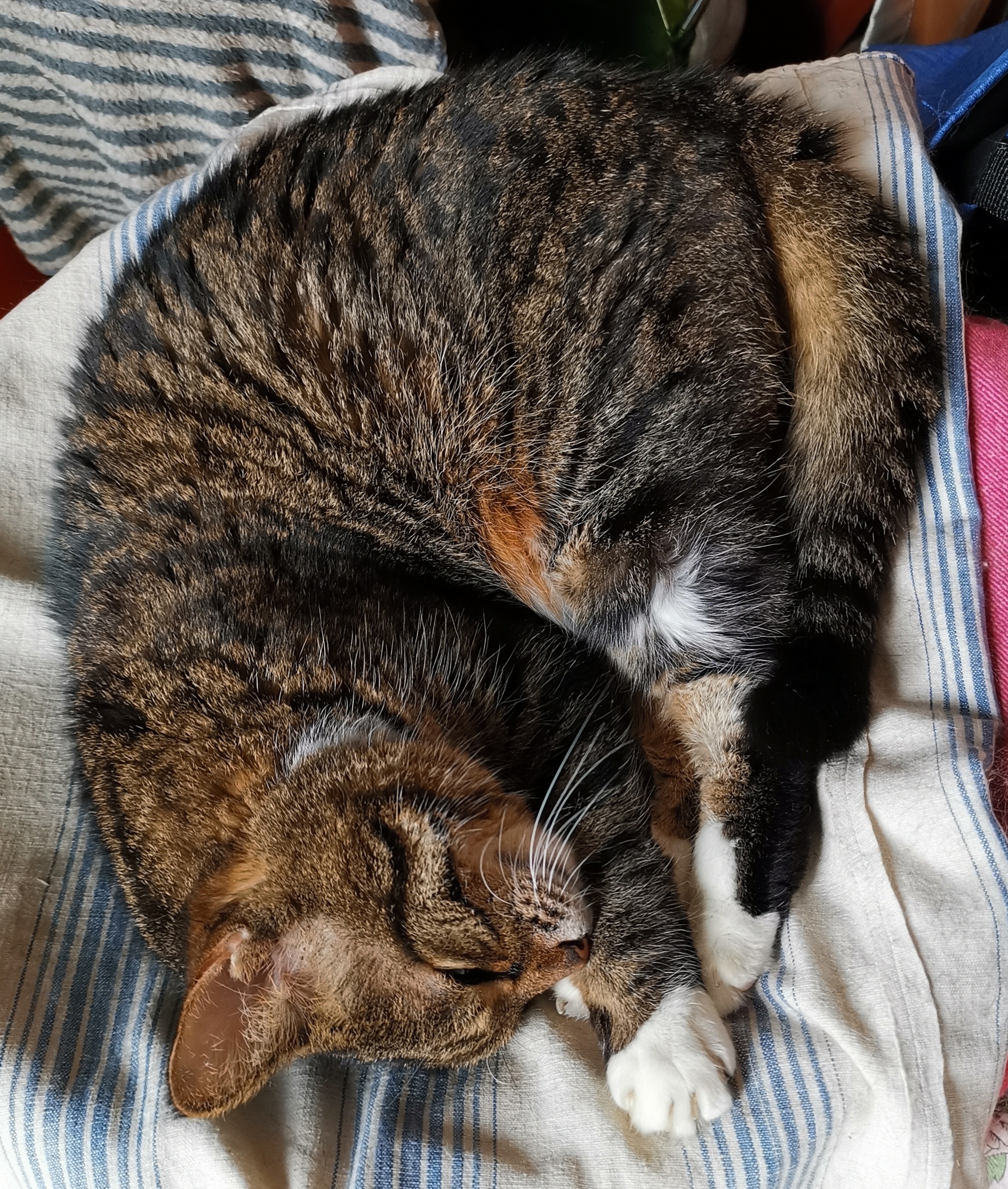 猫宁。多帅强弟，今天各自睡大觉。一日二猫，洋猫严肃，中猫卖瓜。