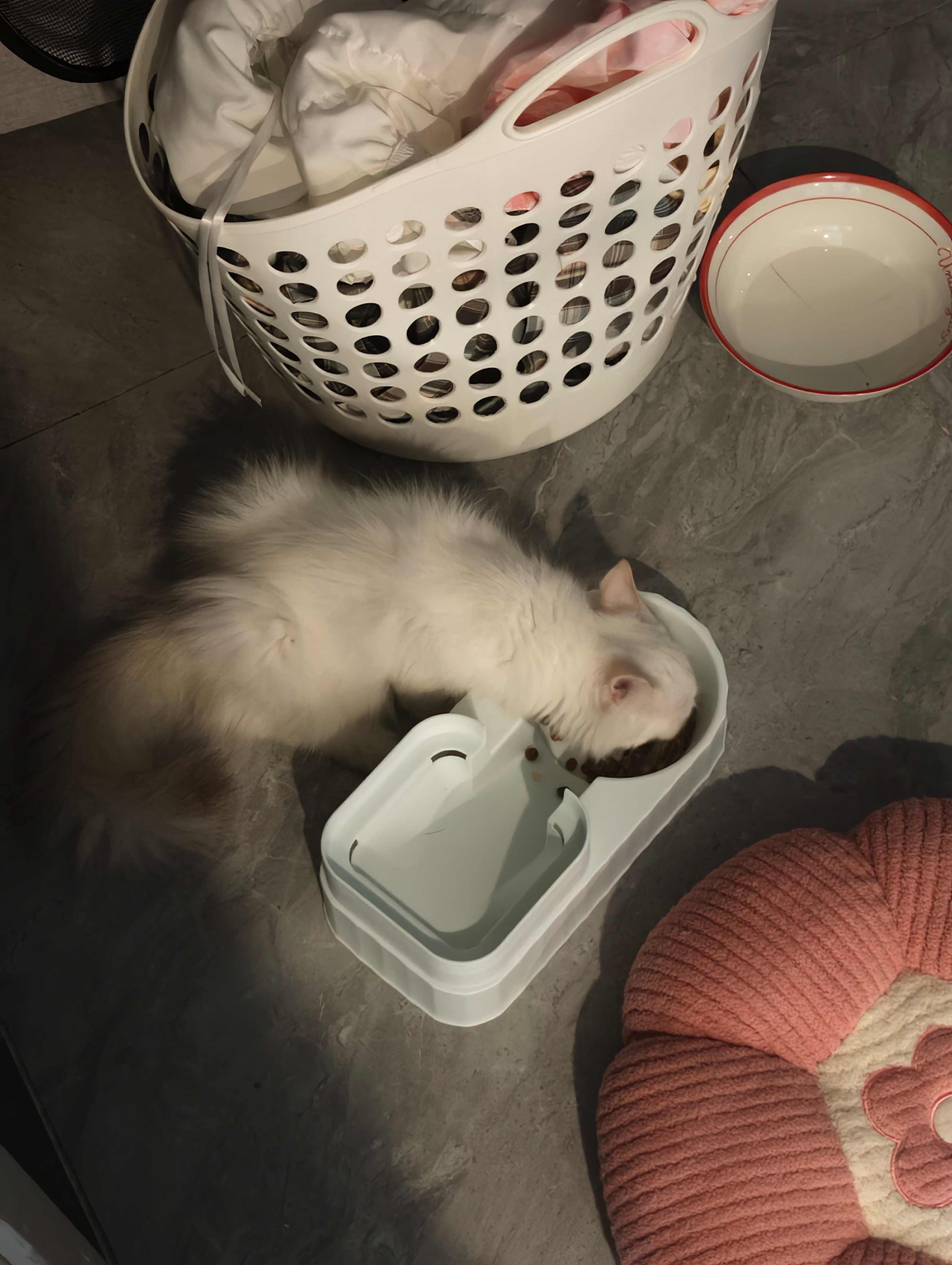 猪咪干饭 