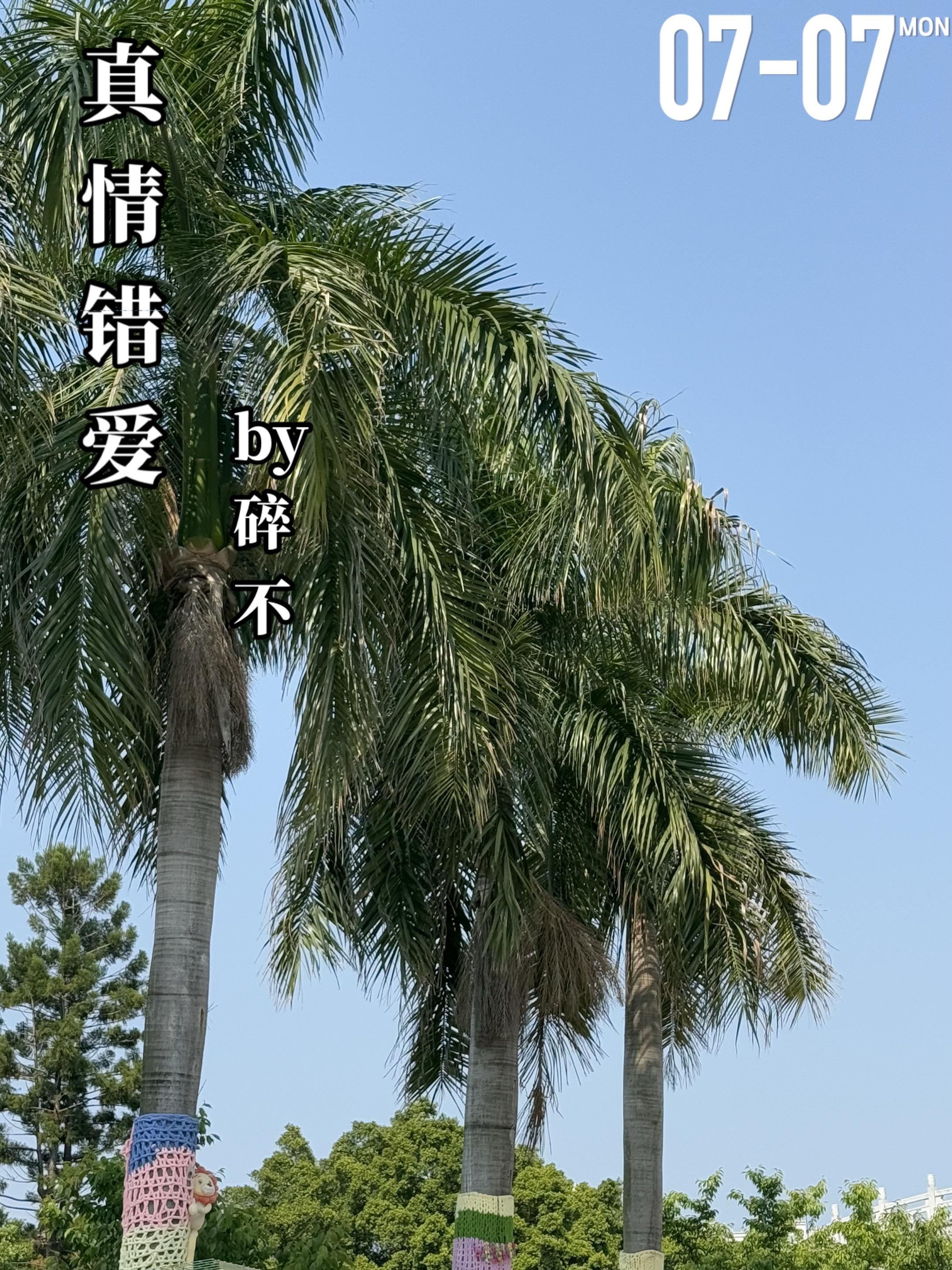 《真情错爱》by碎不。阳纯雪（女主）与庄文尚、郝湘东（男主）和玉雨春...