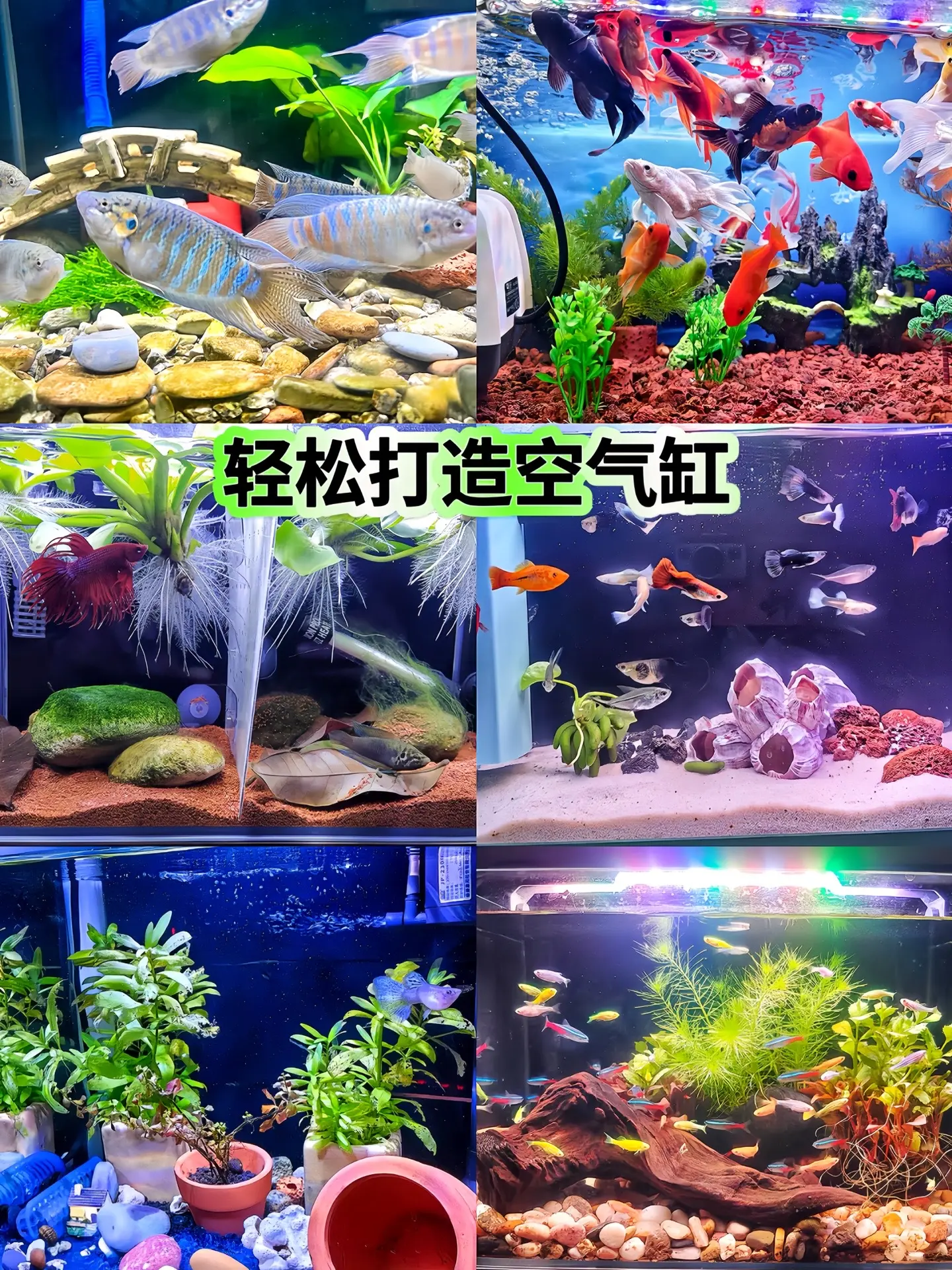 硝化细菌净化水质分解鱼便，轻松打造空气缸