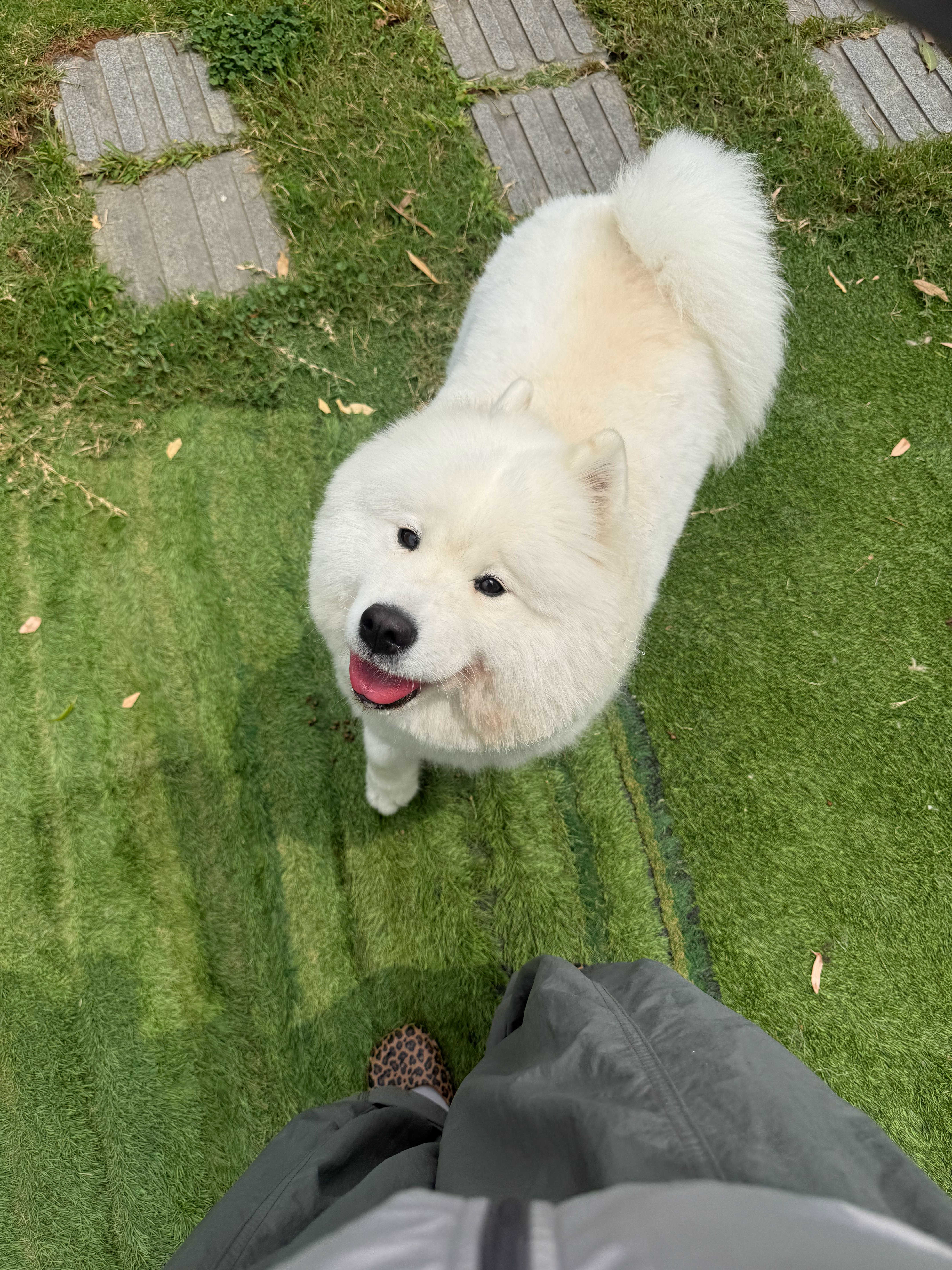 ，你是小鸟你感动吗？ 