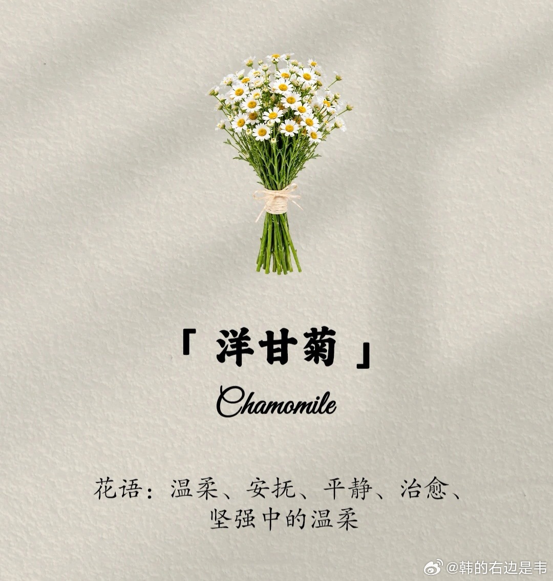 每天认识一种花-温柔治愈的洋甘菊洋甘菊是一种非常有治愈感的小花材，也是一种常见的