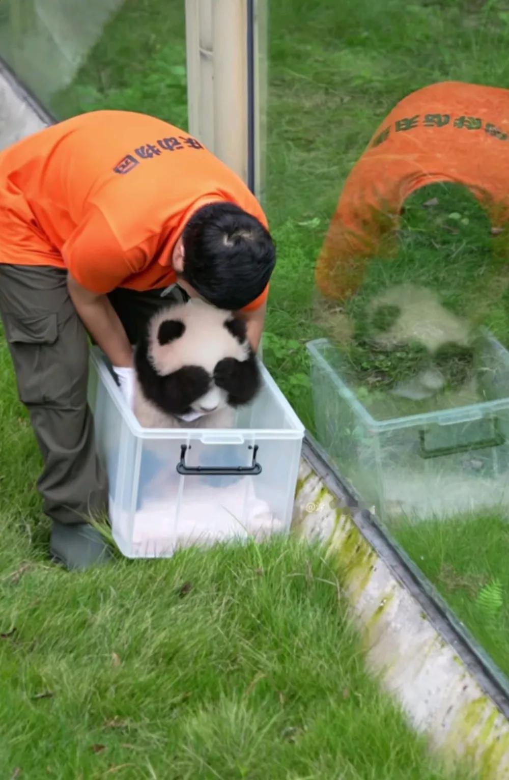 仔细看，放大看，奇三妹萌翻了！
这只可爱的小熊居然知道蒙眼睛，像极了躲猫猫，看不