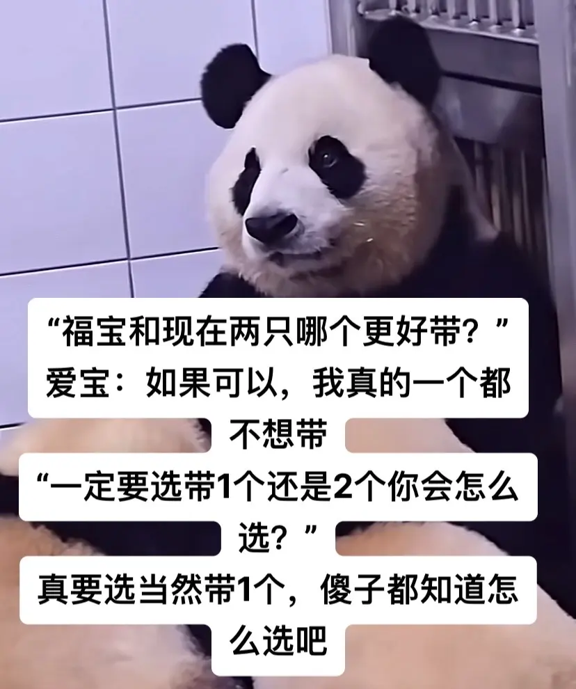 宠物沟通——爱宝