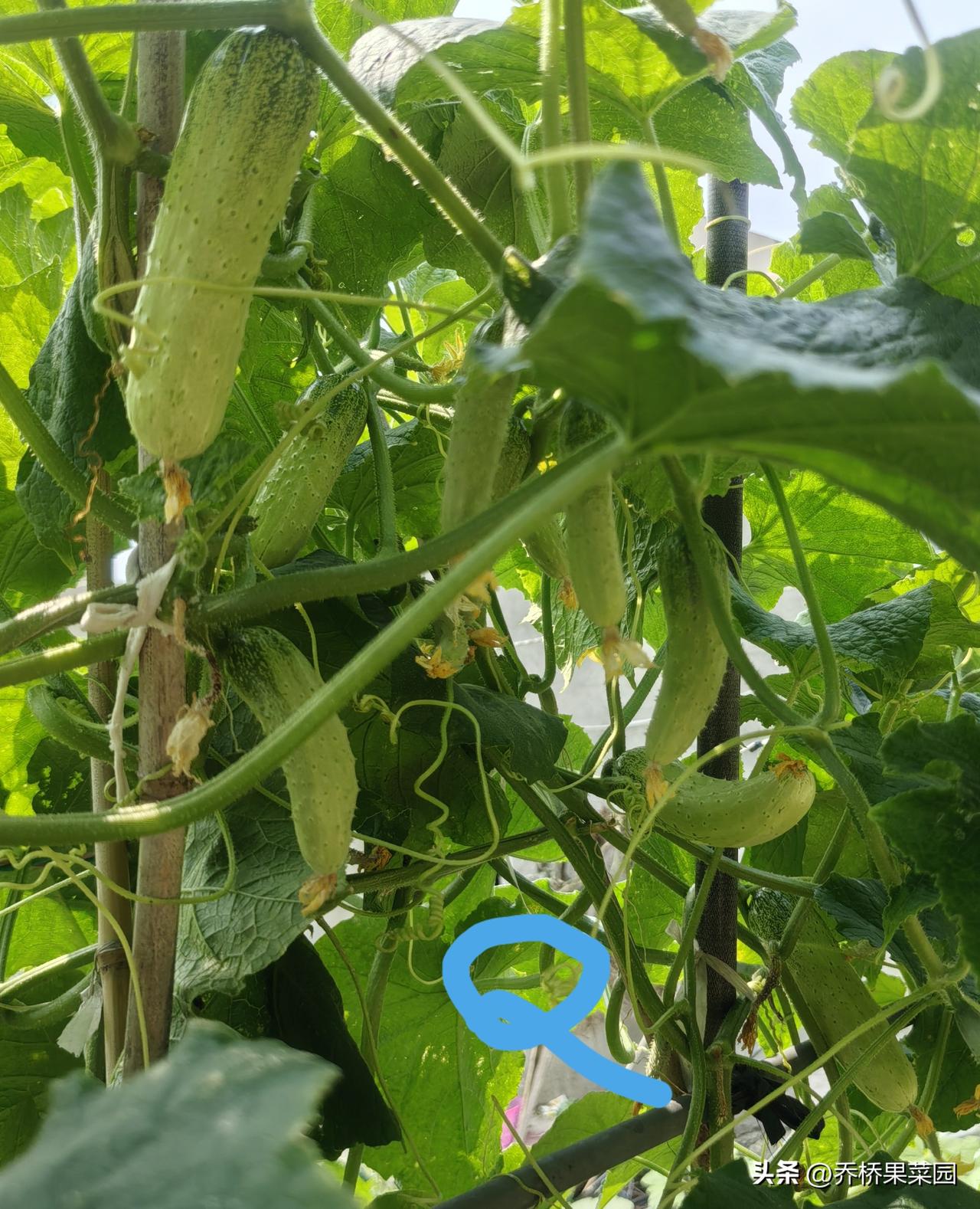 种植黄瓜怎么管理才能产量高?此篇侧重说肥水管理，重点说果期追肥。

我今年只种了