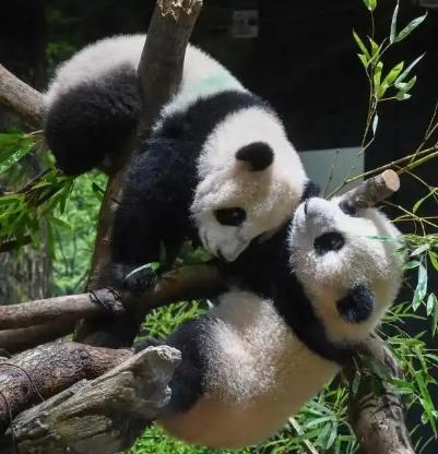 在日本即将失去所有大熊猫之时，日本议员竟然盯上了大陆赠送给台湾的大熊猫！
 
日