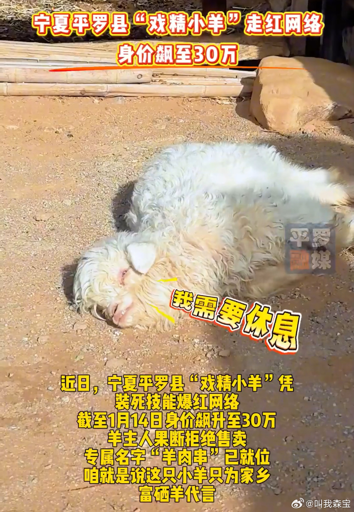 宁夏演技派小羊身价飙至30万 会表演也是一种天赋，宁夏演技派小羊身价现在已经飙升