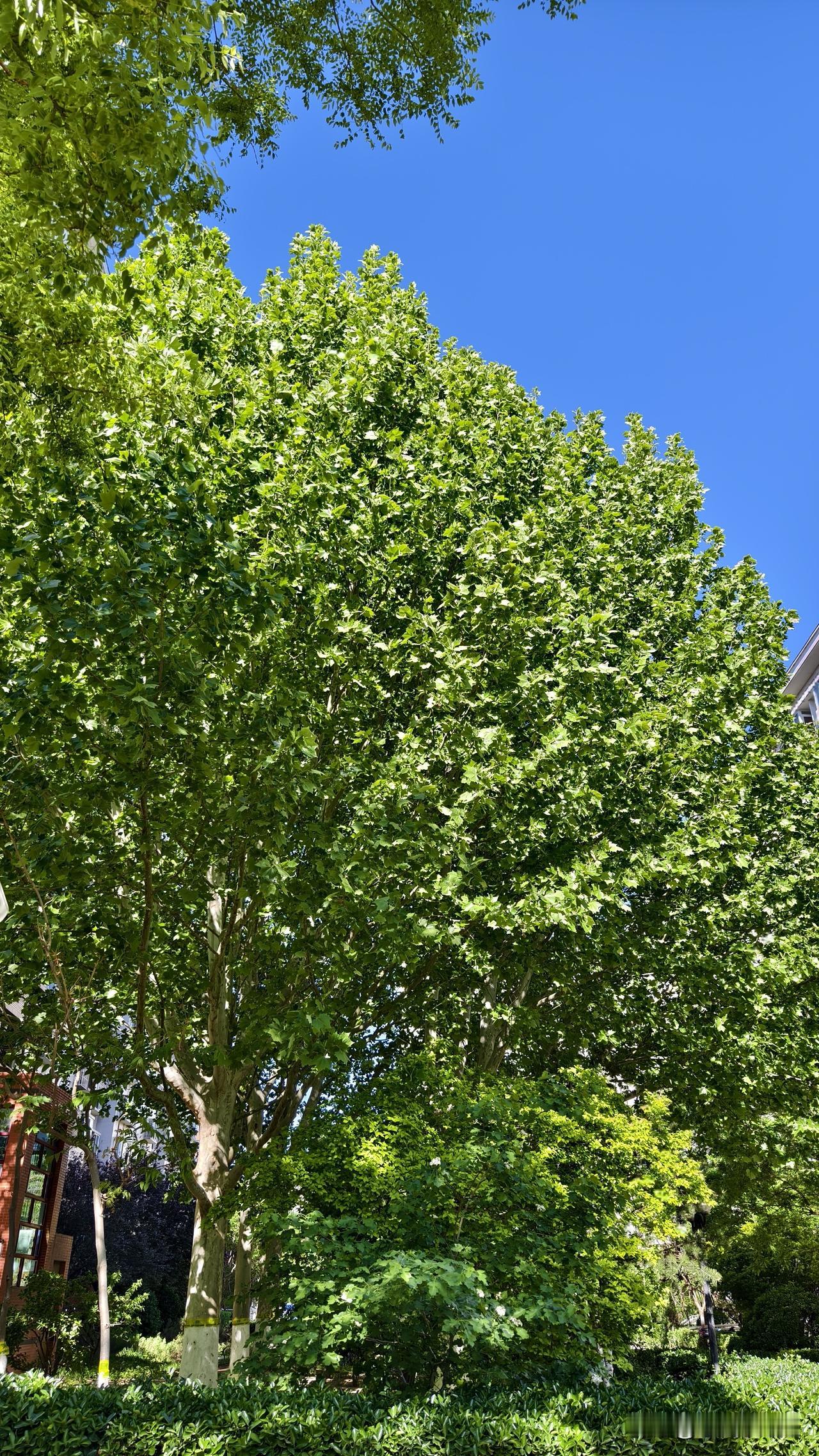最近几天北京的空气质量非常好，今天更好。
今天是大晴天，就是那句我们都熟悉的话：