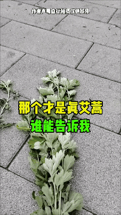 谁能告诉我
哪个才是真艾蒿？🙏