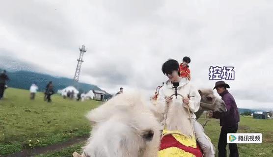 张极的骆驼朝张泽禹吐口水哈哈哈，你们两个人到底是什么憨憨兄弟，没想到张极的骆驼朝