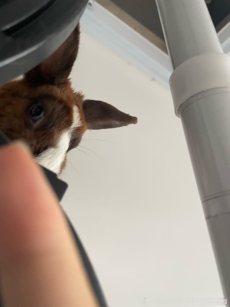 13654🐇【心灵丑】放出来不久一回头发现爬那么雷霆高，自己还不敢下来（ps后