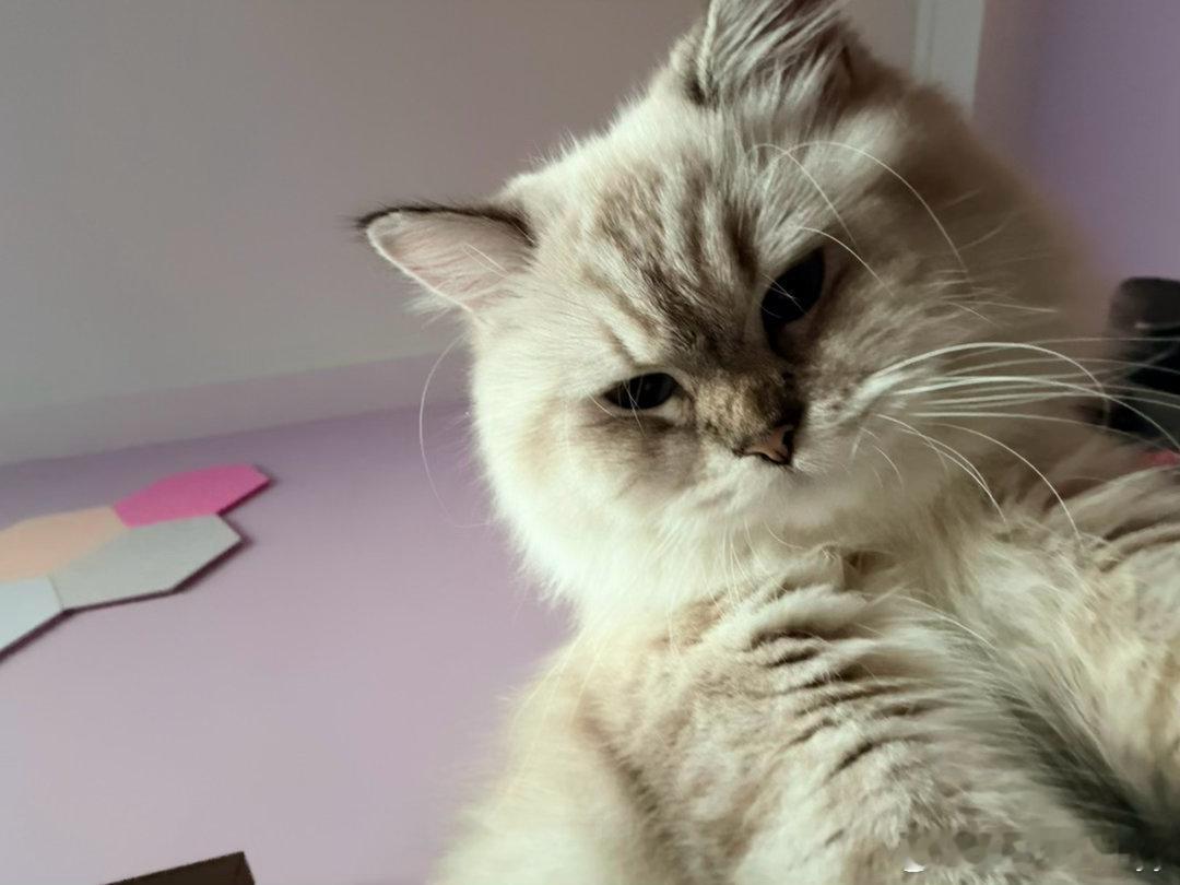让我看看怎么回事[嘻嘻]猫妹妹自拍🤳 ​​​