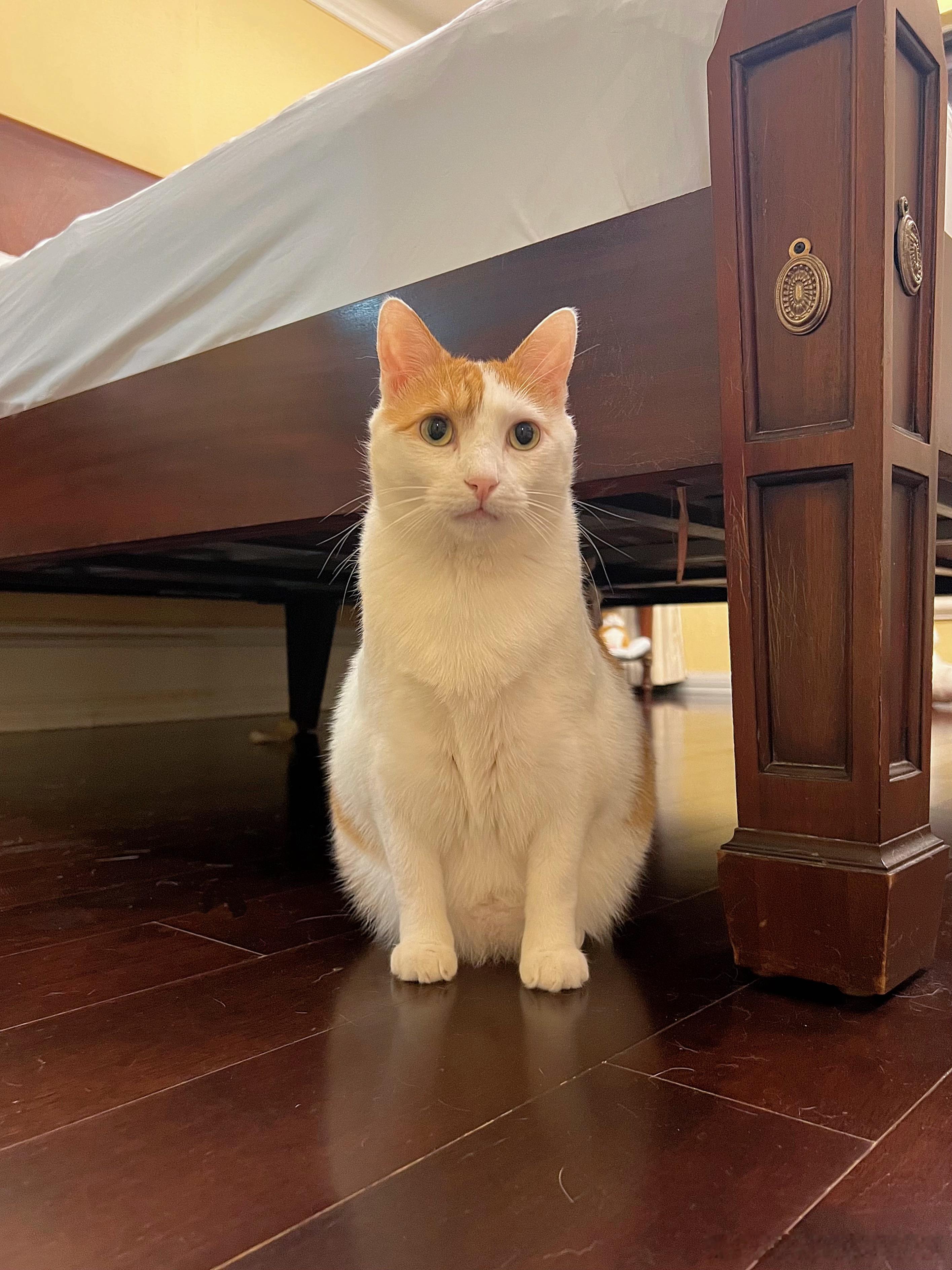 一包牛心冻干，二毛、妹妹、多多和小猴一起分着吃，人仨都没事，就猴猴吐了……我就说