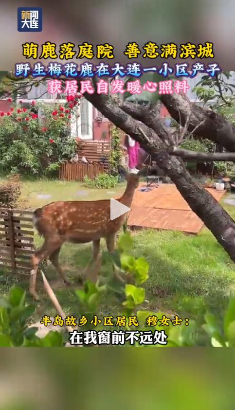 大连一小区，几十号居民安静下来，自动围成一圈，静静守了整整一个下午。到底发生了什