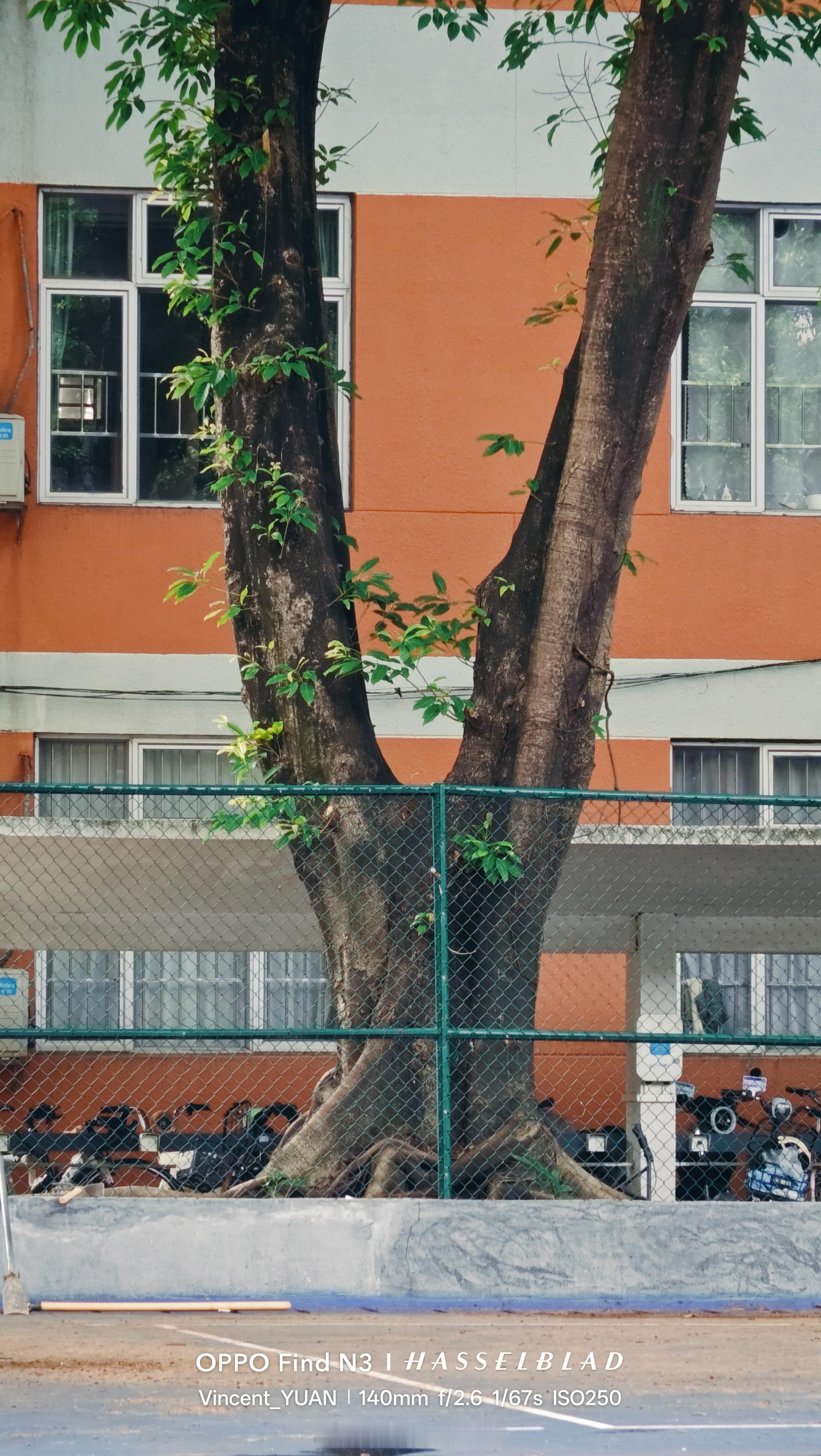 雨后的校园，娇羞而明媚。oppo旅拍神器o粉会广州o粉会出片友好旅行摄影 