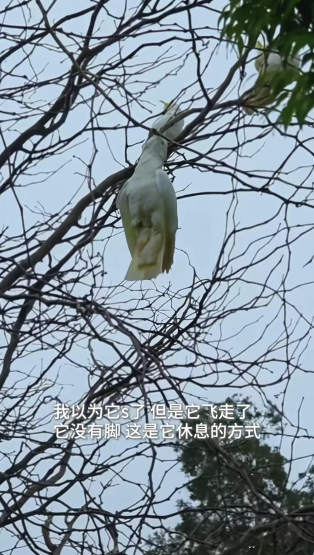 我看到这个鸟第一反应是震惊：鸟类的脚几乎是它们最重要的支撑，少了脚，它怎么站立、