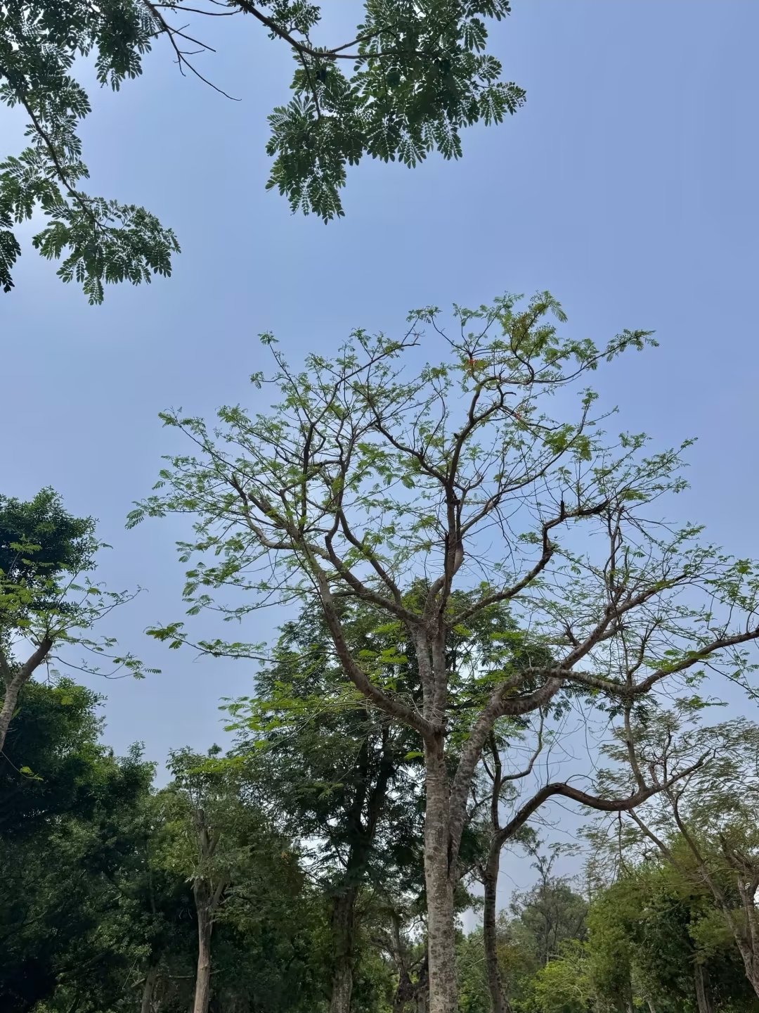 公园真的好大!走的我腿都要软了，阴天来拍照，找个合适的地方得逛好久才行公园里还有