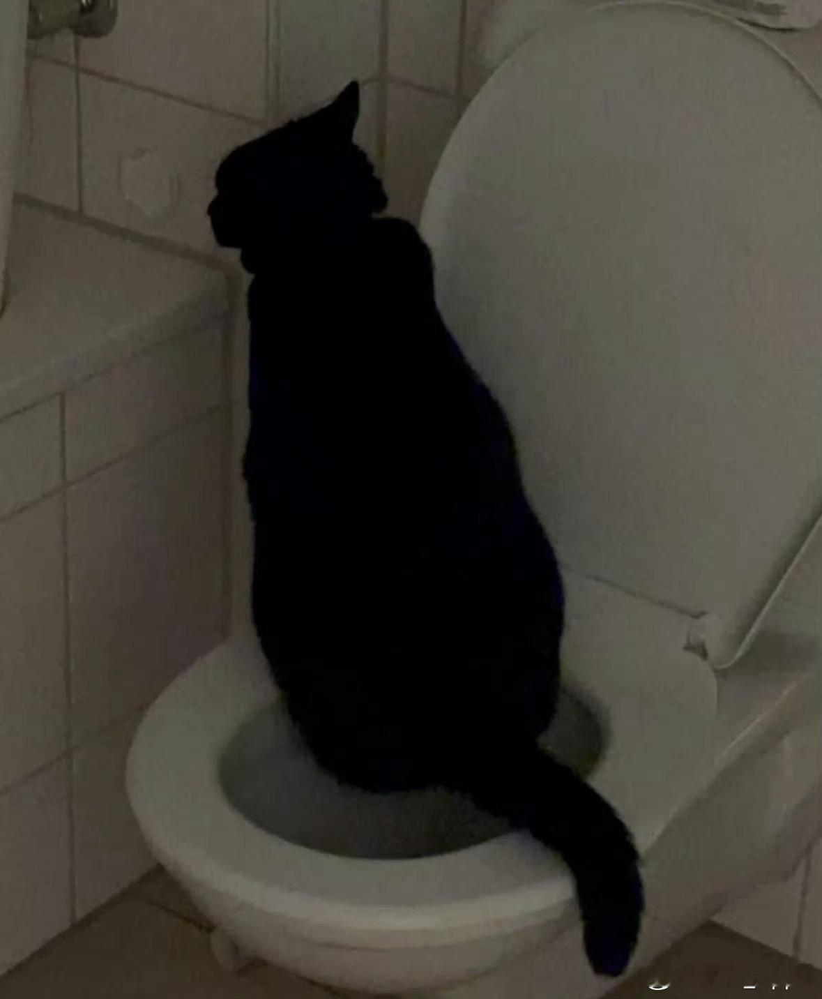 和对象一直以为是对方没有冲厕所太好笑了 聪明的小猫咪遇到懵懵主人的故事[喵喵] 
