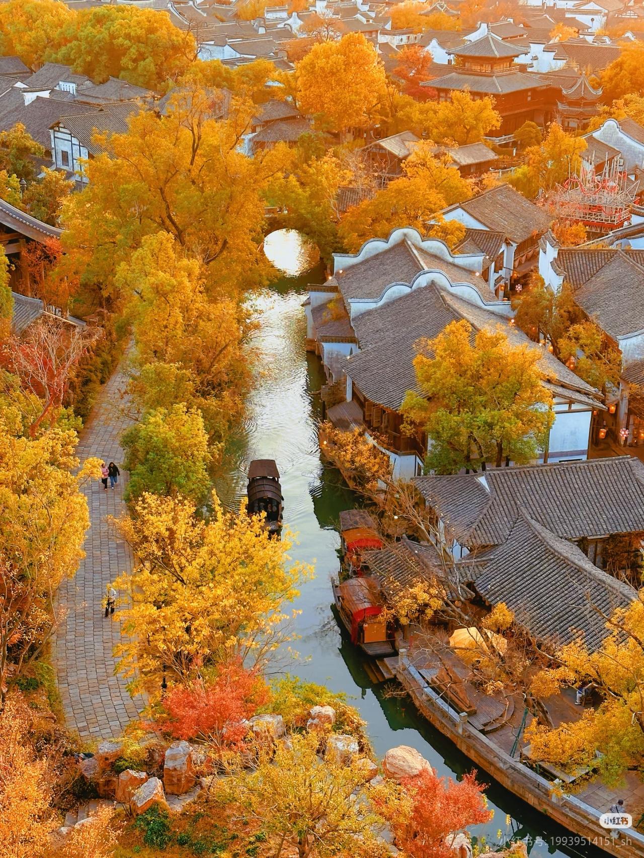一院秋光，不止满树金

这里的千年银杏已渐黄。
但深秋的禅意，不只是一树金。
跨