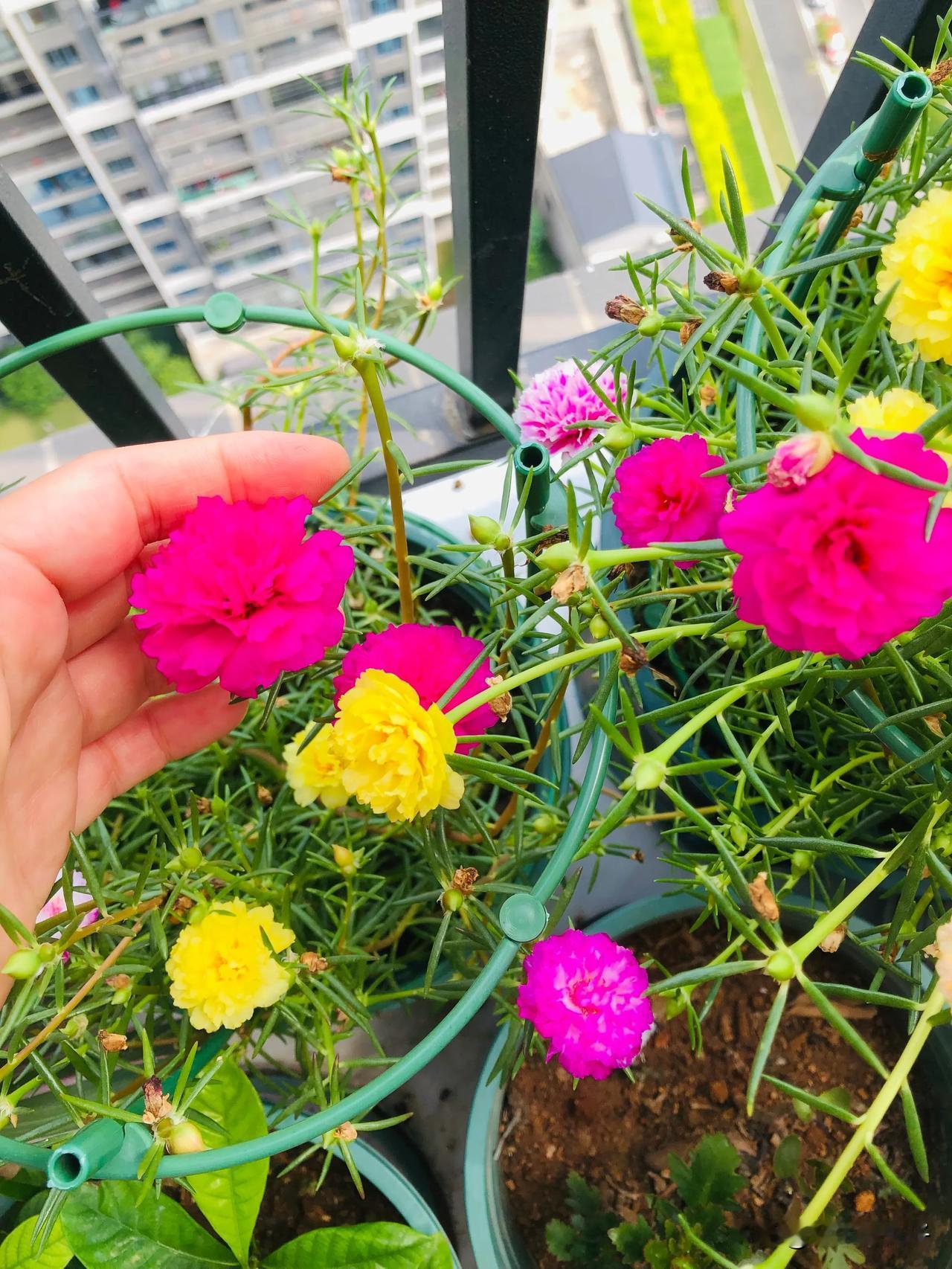 #太阳花# #随拍# 我的太阳花徒长梗好长，我看别人的又矮又胖，还多花苞，用的是
