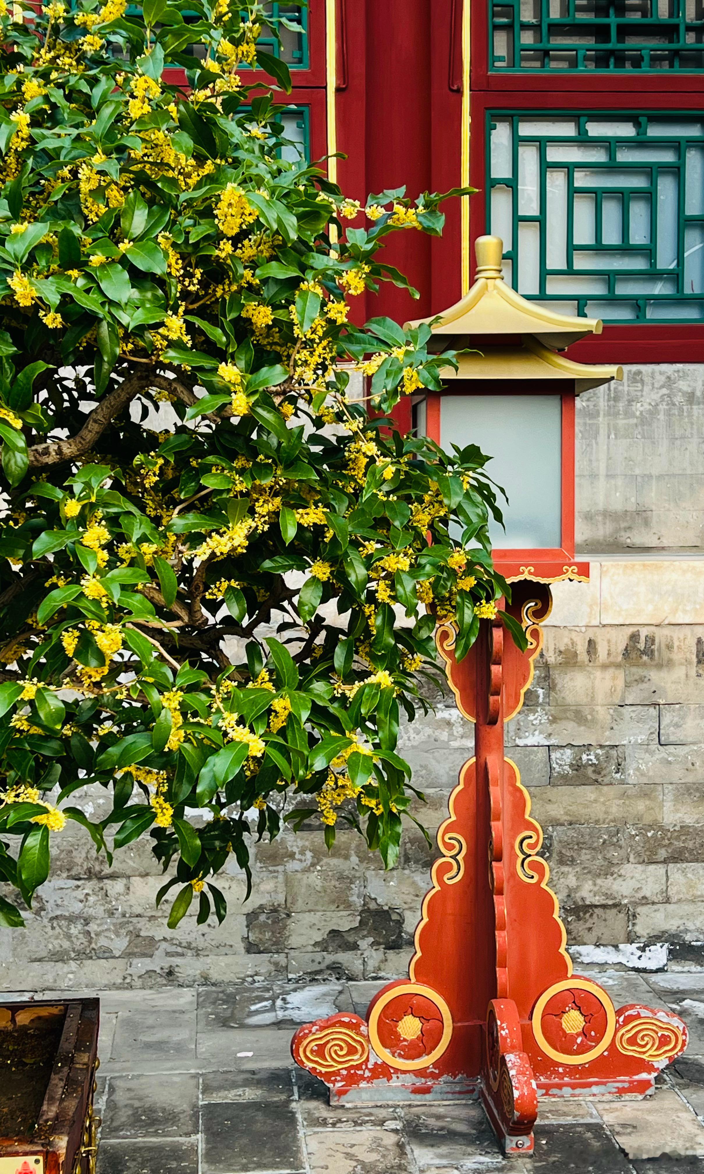 大美中国北京的秋色 德和园 桂花香打卡美丽的中国超话 北京·德和园