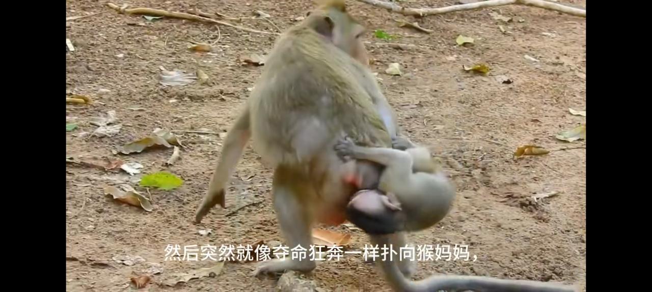 为什么我一看到视频中的猕猴就想，一棒子打上去。
尤其那些看似可怜，但又无比可憎的