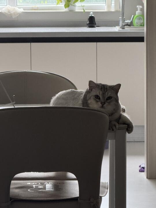 有了你 妈妈的生活从一地鸡毛变成满地猫毛